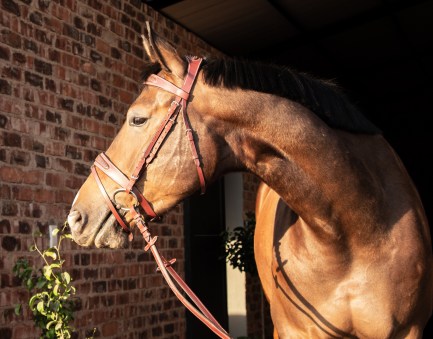 Designer two Tone soft leather bridle